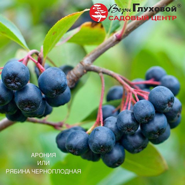 Черноплодная рябина Арония Черноплодная рябина Арония
