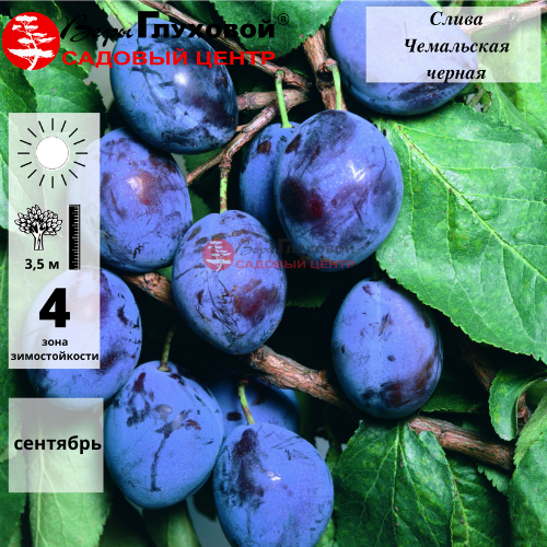 Слива Чемальская черная