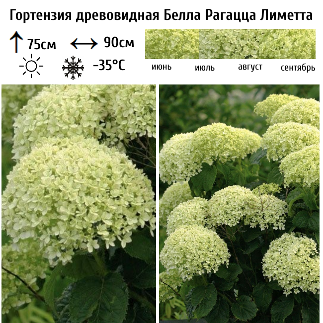 Гортензия древовидная Белла Рагацца Лиметта