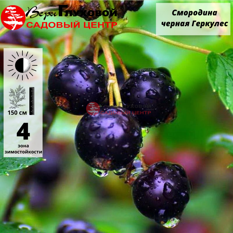 Смородина черная Геркулес