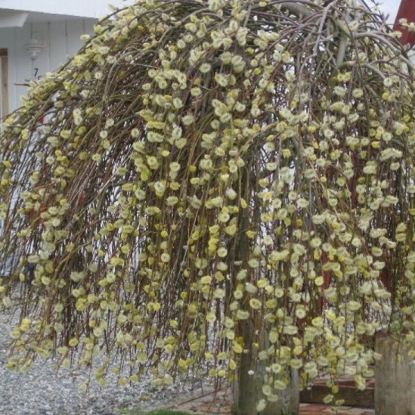 Ива козья Кильмарнок