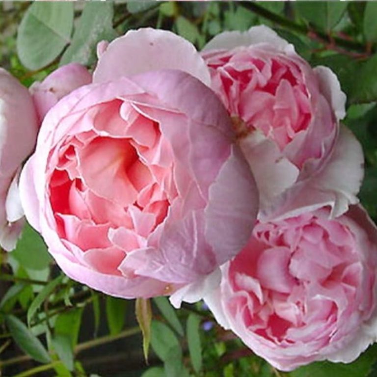Роза флорибунда D.Austin Brother Cadfael