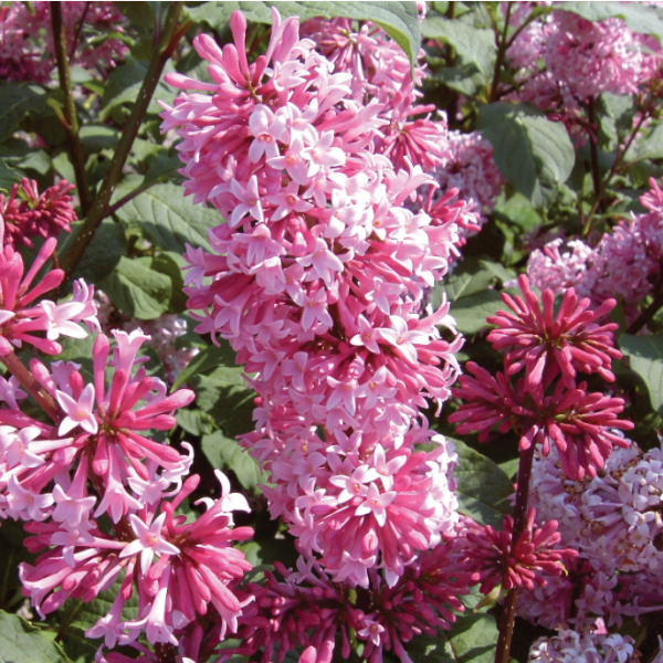 Сирень мохнатая Мисс Канада