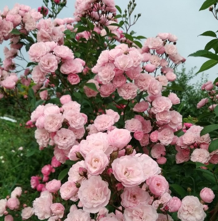 Роза полиантовая Heavenly Pink