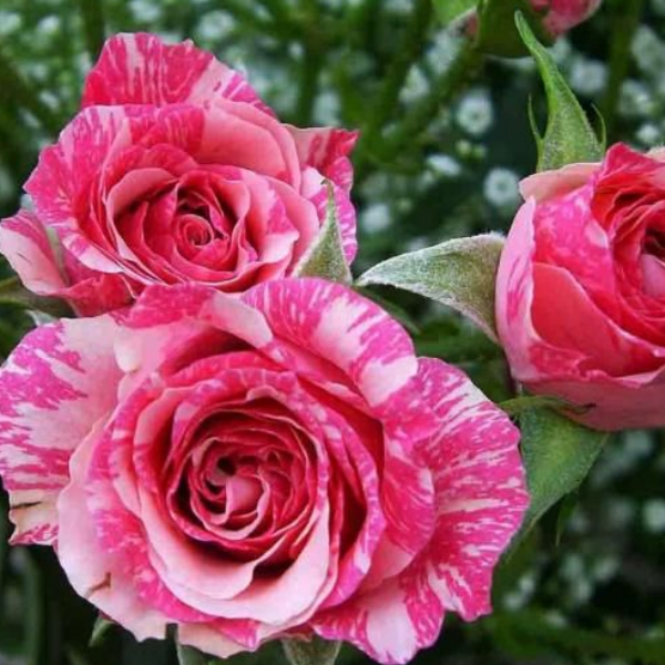 Роза спрей Pink Flash
