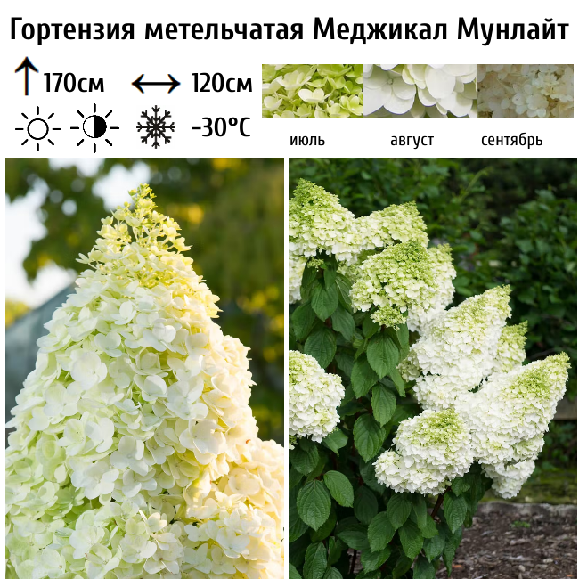 Гортензия метельчатая Меджикал Мунлайт