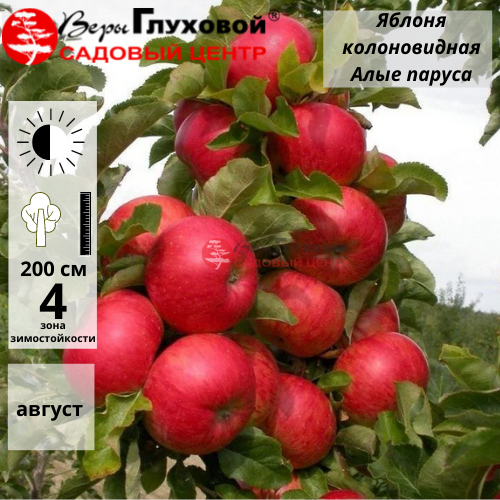 Яблоня колоновидная Алые паруса