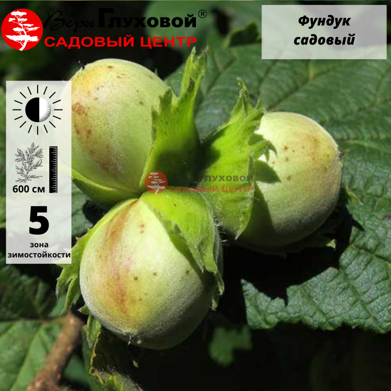 Фундук Садовый