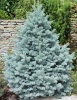 Ель колючая (Picea pungens) Глаука Мисти Блю С3 ПД/24