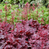 Гейхера (Heuchera) Грейп Сода С2 СП/25