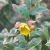 Зверобой (Hypericum) Мозера Триколор С3 СП/25