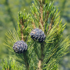 Сосна кедровая (Pinus cembra) С2-3 РАрт/25