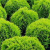 Туя западная (Thuja occidentalis) Даника  С3 СП/25