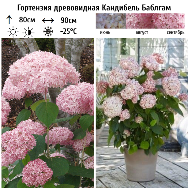 Основное изображение товара