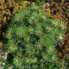 Сосна черная (Pinus nigra) Брайт Айс 30-40 С6 ГЕ/25