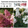 Гортензия метельчатая "Мега Минди" на фото