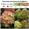 Гортензия метельчатая (Hydrangea paniculata) Граффити  С3 СП/24