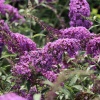 Буддлея Давида "София" на фото