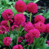 Примула мелкозубчатая (Primula denticulata) Ред С2 ГлХ/26