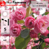 Яблоня (Malus) Бренди Мейджик 6/8 250-300 С35-45 РСав/25