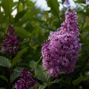 Сирень венгерская (Syringa josikata) С3 СП/23