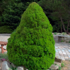 Ель сизая (Picea glauca) Коника 60-70 С5 НБл/25